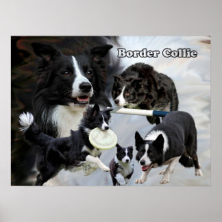 poster grenscollie