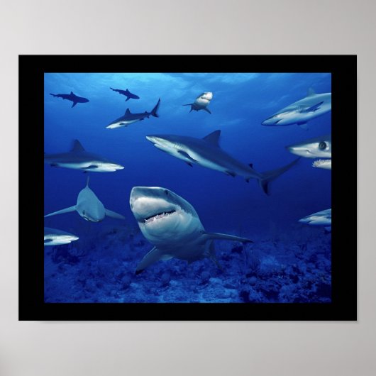 Poster haaien (Voorkant)