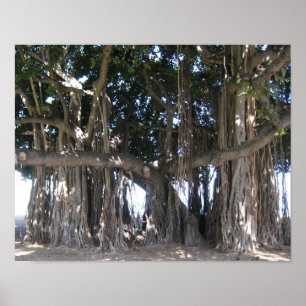 Poster Hawaiian Banyan Tree