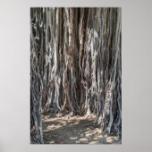 Poster Hawaiian Banyan Tree (Voorkant)