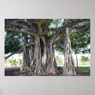 Poster Hawaiian Banyan Tree