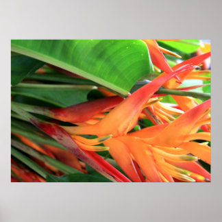 Poster Hawaiian Heliconia Flowers