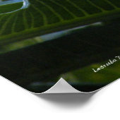 Poster Hawaiian Plumeria (Hoek)