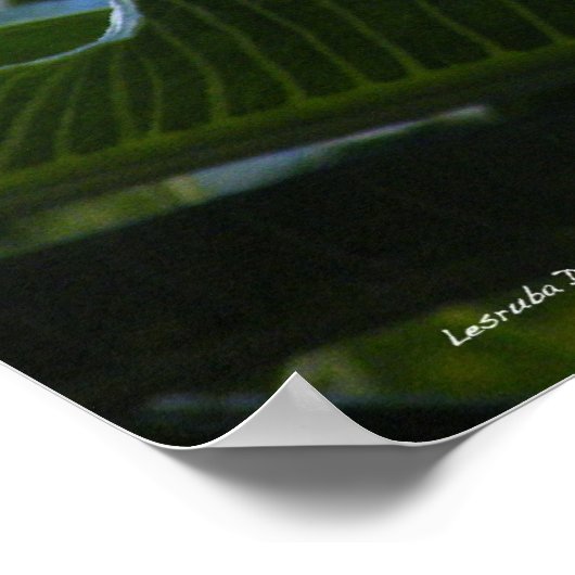 Poster Hawaiian Plumeria (Hoek)