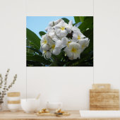 Poster Hawaiian Plumeria (Keuken)