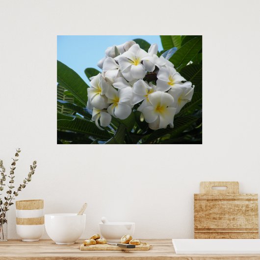 Poster Hawaiian Plumeria (Keuken)