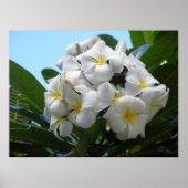 Poster Hawaiian Plumeria (Voorkant)