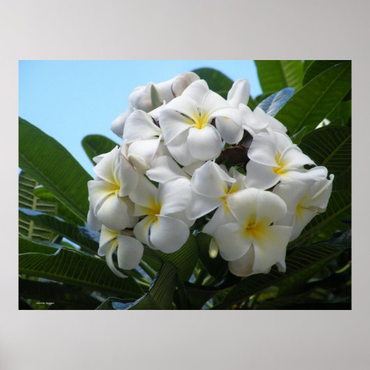 Poster Hawaiian Plumeria (Voorkant)