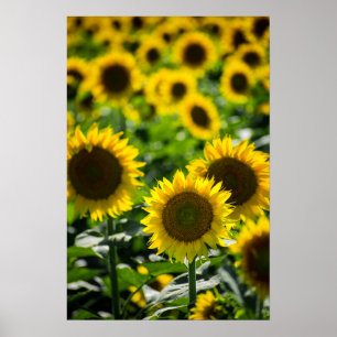 Poster Het Zonnebloemveld