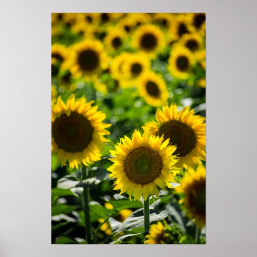 Poster Het Zonnebloemveld (Voorkant)