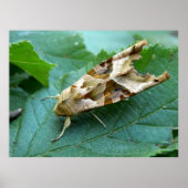 Poster Hoekshades (Voorkant)