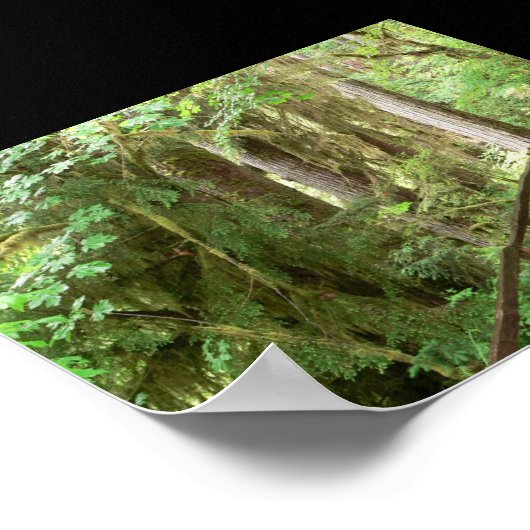 Poster Hoh Valley Rainforest Trail (Hoek)