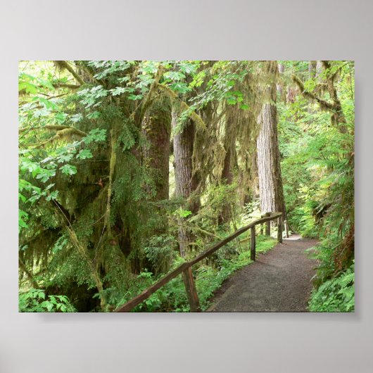 Poster Hoh Valley Rainforest Trail (Voorkant)