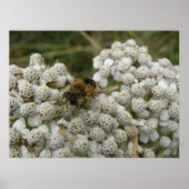 Poster Honingbij en bloemen (Voorkant)