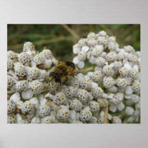Poster Honingbij en bloemen