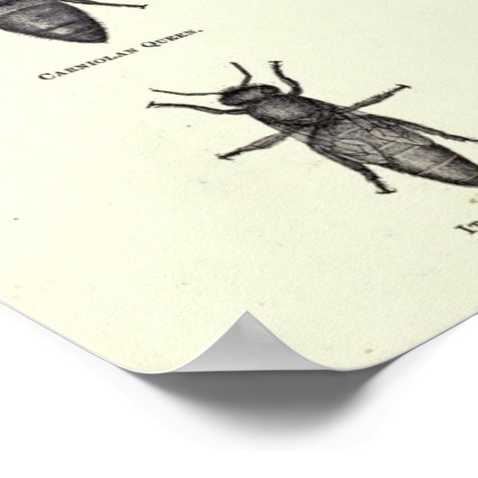 Poster honingbijen (Hoek)