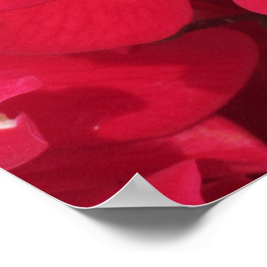 Poster - Honingbijen op Roos (Hoek)