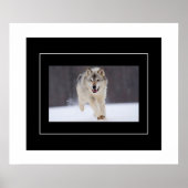 Poster-Howling Wolf Poster (Voorkant)