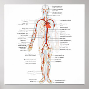 Poster Humaan Circulatoir Arteriestelsel