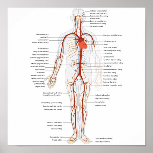 Poster Humaan Circulatoir Arteriestelsel (Voorkant)