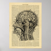 Poster Human Head Brain Anatoma over krant (Voorkant)