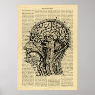 Poster Human Head Brain Anatoma over krant