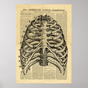 Poster Human Skeleton Thorax in de krant