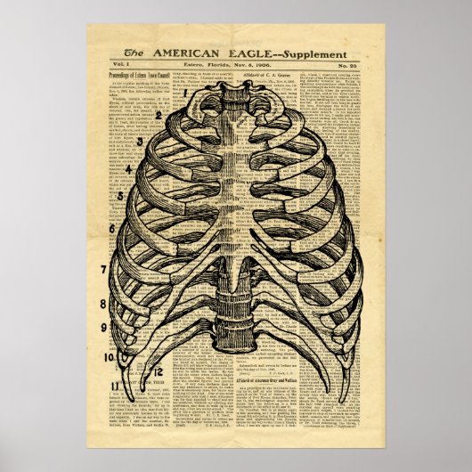 Poster Human Skeleton Thorax in de krant (Voorkant)