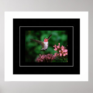 Poster-Hummingbird Poster