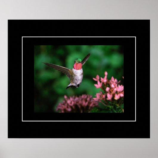 Poster-Hummingbird Poster (Voorkant)