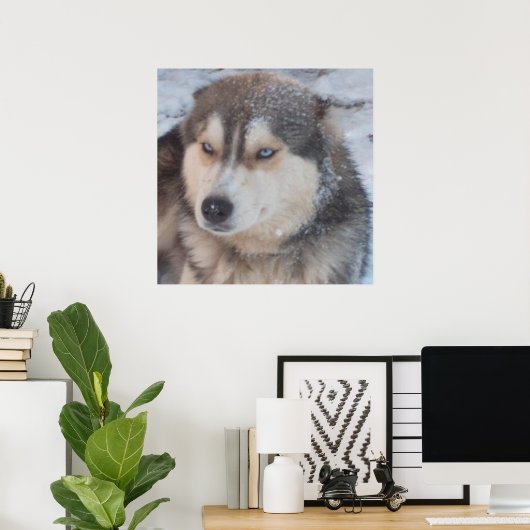 Poster Husky (Thuiskantoor)