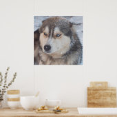 Poster Husky (Keuken)