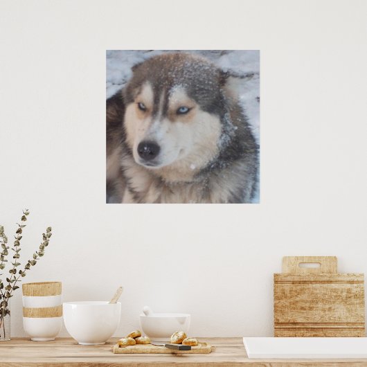 Poster Husky (Keuken)