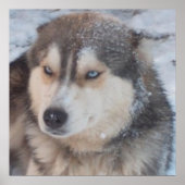 Poster Husky (Voorkant)
