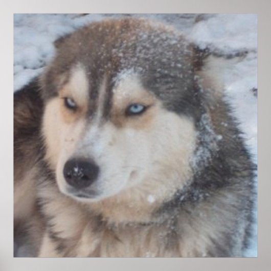 Poster Husky (Voorkant)