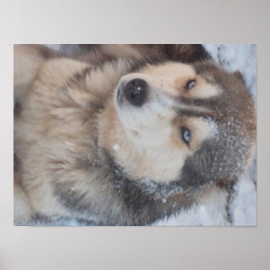 Poster Husky (Voorkant)