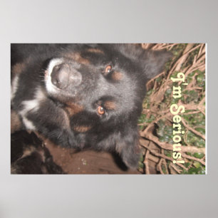 Poster Husky Collie Kruising