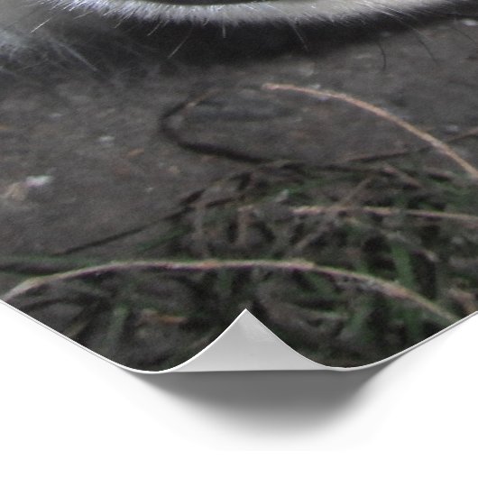 Poster Husky One Blue Eye One Brown Eye (Hoek)