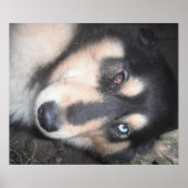 Poster Husky One Blue Eye One Brown Eye (Voorkant)