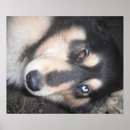 Poster Husky One Blue Eye One Brown Eye (Voorkant)