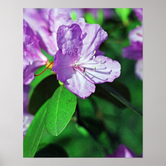 Poster II van de Delightful Lavender (Voorkant)