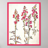 Poster- Illustratie-Beatrix Potter 7 Poster (Voorkant)