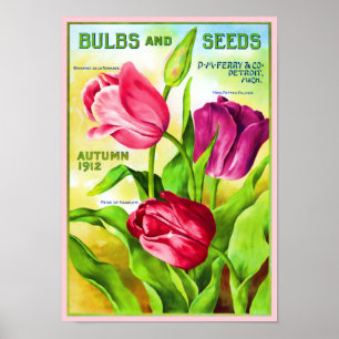 Poster illustratie van Tulip Bulbs Catalogus