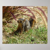 Poster - Inquisitief eekhoorn (Voorkant)