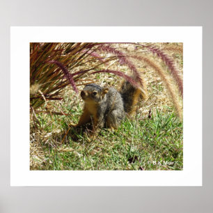 Poster - Inquisitief eekhoorn