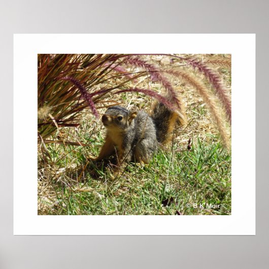 Poster - Inquisitief eekhoorn (Voorkant)