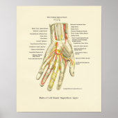 Poster interne anatomie met hand en pols (Voorkant)