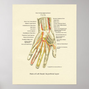 Poster interne anatomie met hand en pols