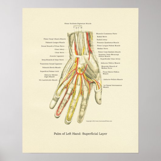 Poster interne anatomie met hand en pols (Voorkant)