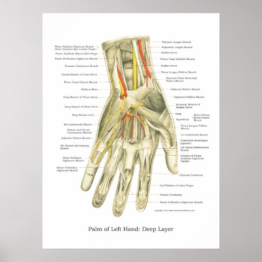 Poster interne anatomie met hand en pols (Voorkant)